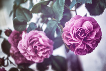 Rosen in Violett, Hintergrund