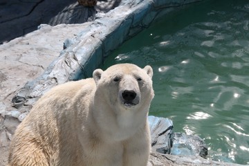 Fototapeta premium polar bear