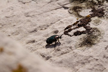 Just Small Hero