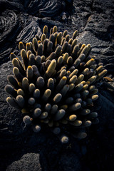 Lava cactus (Brachycereus nesioticus) the smallest of the cacti found in the Galapagos Islands growing in the lava rock.