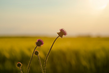 Purple flowers at the sunset