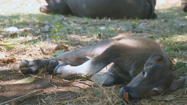 close up of a buffalo calf lied down under tree shade