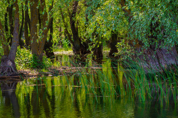 Landscape on Danube Delta