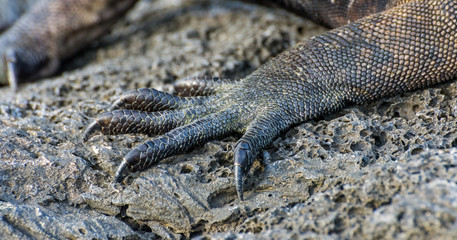 The clawed foot of a Galapagos Marine Iguana (Amblyrhynchus cristatus).