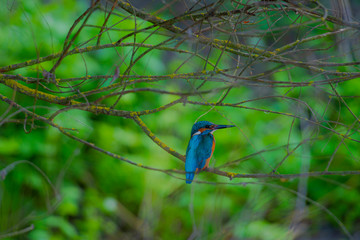 Landscape on Danube Delta