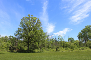 Cirrus clouds over a grove of trees at Blue Star Memorial Woods in Glenview, Illinois