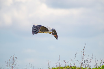 Landscape on Danube Delta