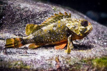 Sebastes rockfish underwater close up