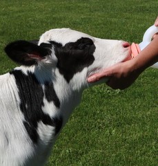 Day old newborn calf sucking on bottle outside in the sunshine © Diane