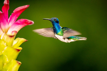 Plakat Hummingbird