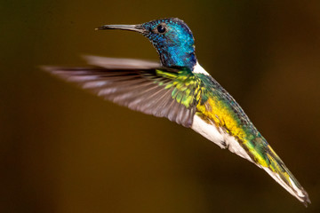 Hummingbird