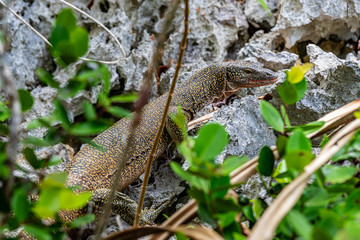 Monitor lizard, Waigeo, Kri, Mushroom Island, group of small islands in shallow blue lagoon water,...
