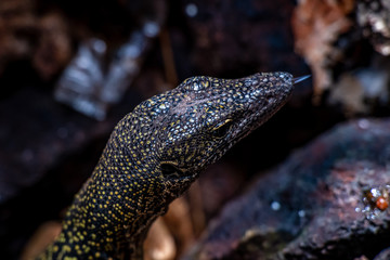 Monitor lizard, Waigeo, Kri, Mushroom Island, group of small islands in shallow blue lagoon water,...