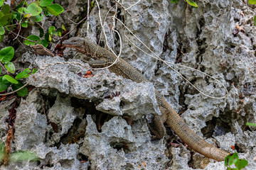 Monitor lizard, Waigeo, Kri, Mushroom Island, group of small islands in shallow blue lagoon water, Raja Ampat, West Papua, Indonesia