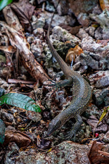 Monitor lizard, Waigeo, Kri, Mushroom Island, group of small islands in shallow blue lagoon water,...
