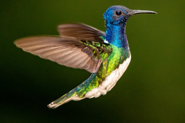 Hummingbird
