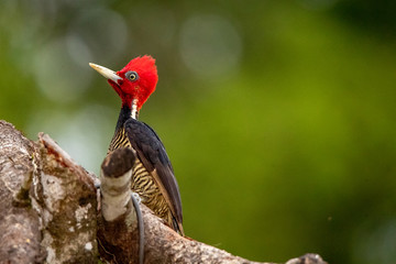 Woodpecker