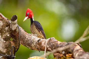 Woodpecker