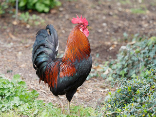  Coq gaulois doré, une race de poule française (Gallus gallus domesticus)