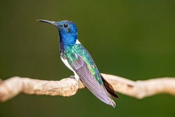 Hummingbird