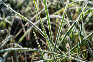 winter dry vegetation tree branches and leaves frosty covered with snow