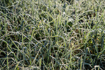 winter dry vegetation tree branches and leaves frosty covered with snow