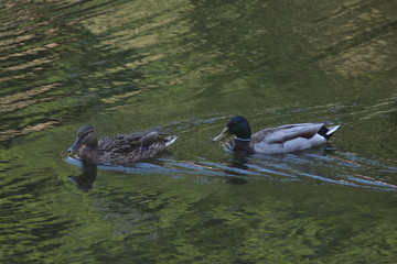 Ducks on the water