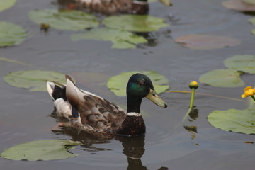 Ducks on the water