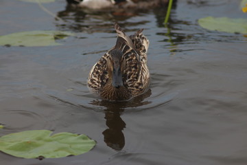 Fototapeta na wymiar Ducks on the water