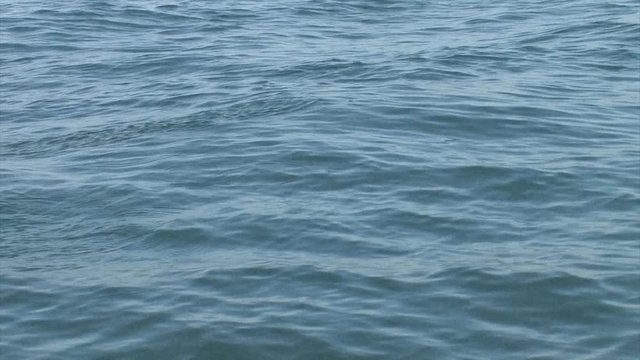 Common Dolphins swimming Mediterranean sea, Israel