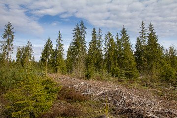 plot after deforestation, young forest