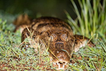 Cayman