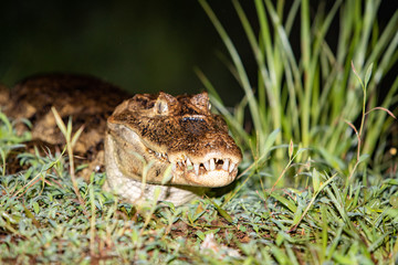 Cayman