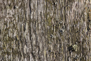 surface of the old board, texture for design