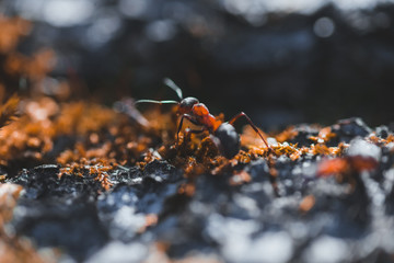 Macro photo of ants crawling on moss in the forest