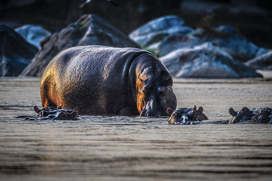 Hippos im Shire river