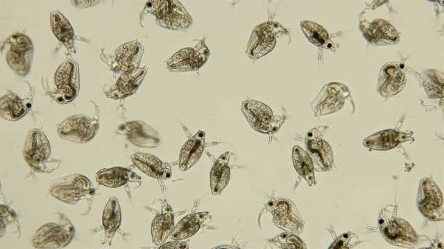 Bosmina water flea under the microscope, the chaotic movement of a colony of Bosmina plankton crustaceans, they are easily recognized by the antennulae resembling a beak, is a planktonic organism