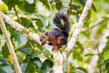 squirrel on tree