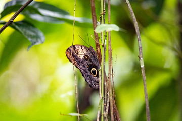 Fototapeta premium butterfly on leaf