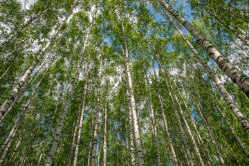 White birch trees in the forest in summer