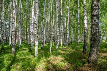 Fototapeta na wymiar White birch trees in the forest in summer