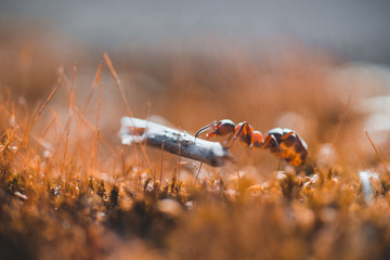 Macro photo of ants crawling on moss in the forest