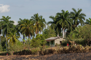 Cuban landscape. Rural countryside. Country house under the hill, surrounded by palm trees. Around Santa Clara, Cuba.