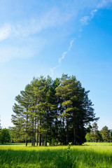 Fototapeta premium a group of pines in a field and a blue sky with light clouds