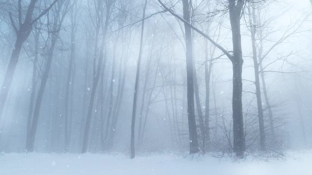 Fog and snowfalling in misty winter season snowy forest landscape.