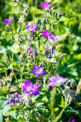 purple and pink field geranium in green
