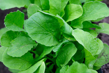 Photo of young sprouts of radish in the garden in the ground. Farm planting radish at the farmer's site. Planting vegetables in spring