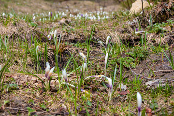 Panorama of untouched landscapes in the Austrian Alps with white crocuses on a mountain meadow