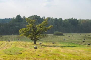 Fototapeta premium single large tree in the middle of green meadow pasture