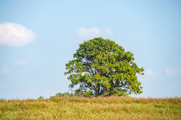 single large tree in the middle of green meadow pasture